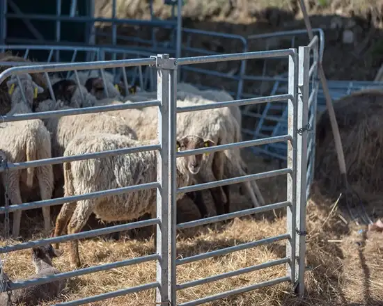 Heavy-duty sheep panel fence for safe containment.